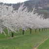 Fin avril: les vergers de cerisiers vers Apt