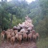 Fin mai: les moutons de Céreste montent vers les alpages (4)