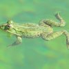 a frog swimming...