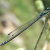 a blue dragonfly