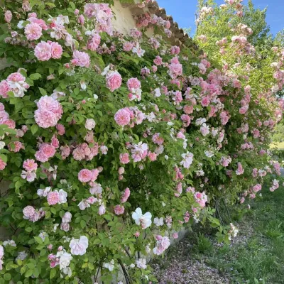 Printemps01